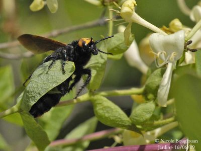 SCOLIA FLAVIFRONS