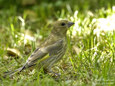 EUROPEAN GREENFINCH JUVENILE - CHLORIS CHLORIS