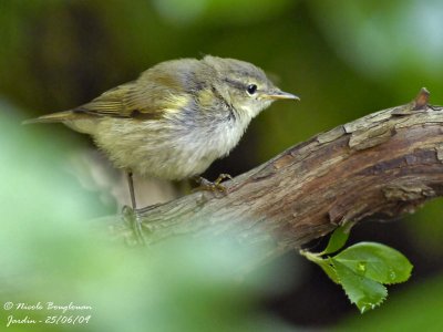CHIFFCHAFF juvenile