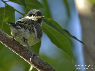 GREAT TIT juvenile