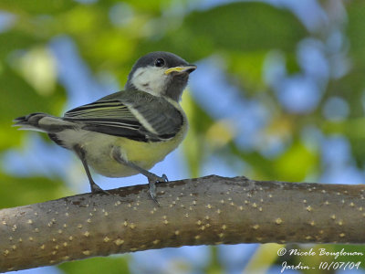 GREAT TIT juvenile