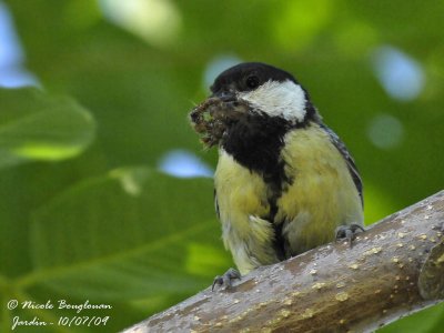 GREAT TIT feeding young