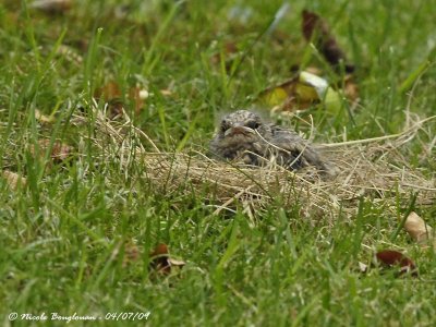 SPOTTED FLYCATCHER chick