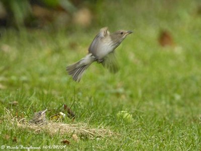 SPOTTED FLYCATCHER adult and young