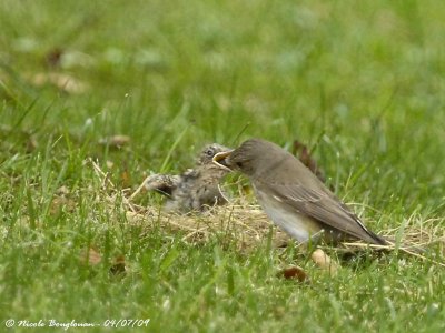 SPOTTED FLYCATCHER adult and young