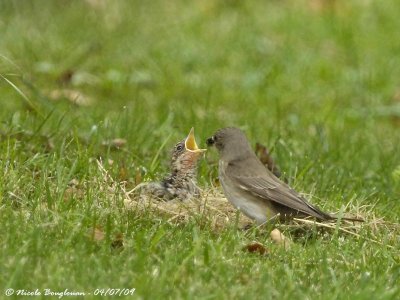 SPOTTED FLYCATCHER adult and young