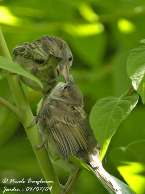 House Sparrow female feeding chick