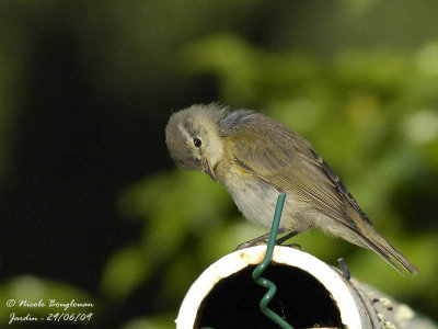 CHIFFCHAFF juvenile