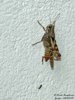 ITALIAN LOCUST - CALLIPTAMUS ITALICUS - CRIQUET ITALIEN