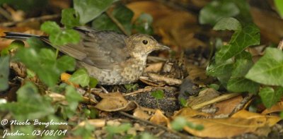 BLACKBIRD juvenile