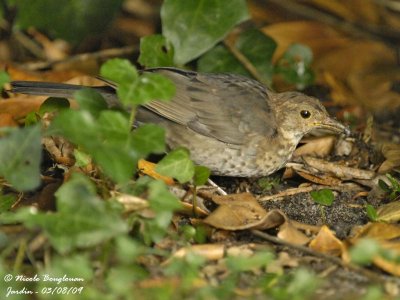 BLACKBIRD juvenile