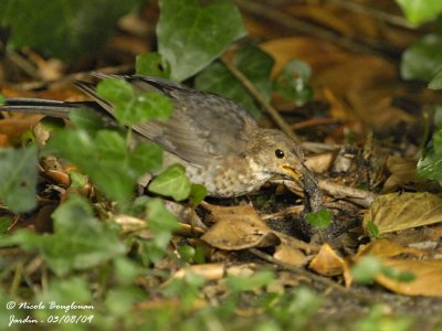 BLACKBIRD juvenile eating slug