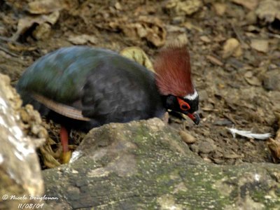 CRESTED WOOD PARTRIDGE - ROLLULUS ROULROUL - ROULROUL COURONNE