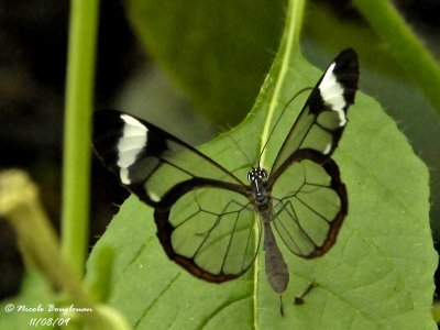 GLASSWING - GRETA OTO