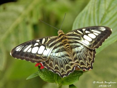 CLIPPER - PARTHENOS SYLVIA - LE CLIPPER