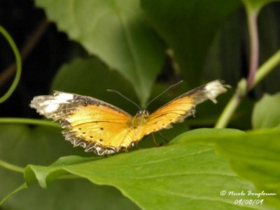 MALAY LACEWING - CETHOSIA HYPSEA