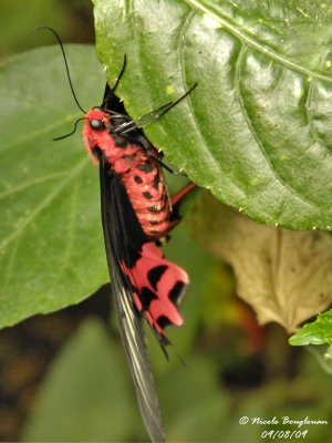 SEMPERI - ATROPHANEURA SEMPERI female