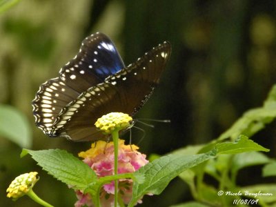 GREAT EGGFLY - HYPOLIMNAS BOLINA female