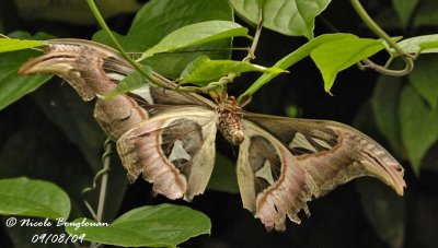ATLAS MOTH - ATTACUS ATLAS - PAPILLON COBRA