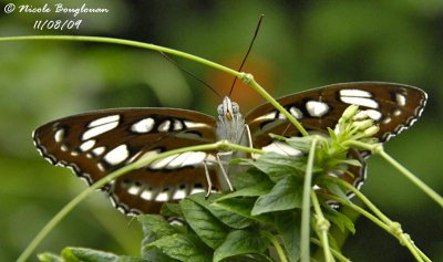 COMMON SERGEANT - ATHYMA PERIUS