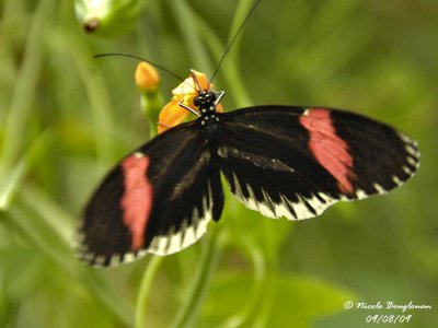 SMALL POSTMAN - HELICONIUS ERATO