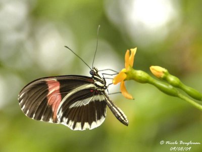 SMALL POSTMAN - HELICONIUS ERATO