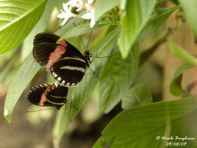 SMALL POSTMAN - HELICONIUS ERATO