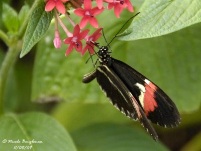 POSTMAN - HELICONIUS MELPOMENE