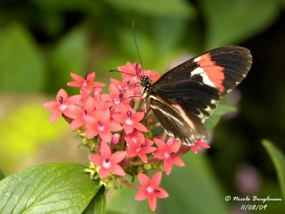 POSTMAN - HELICONIUS MELPOMENE