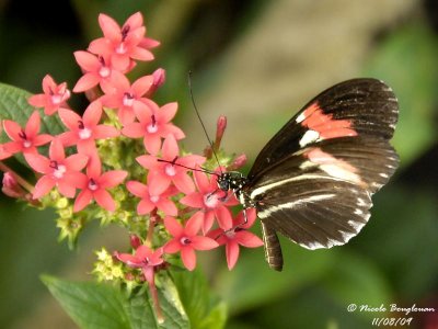 POSTMAN - HELICONIUS MELPOMENE