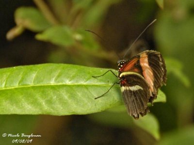 POSTMAN - HELICONIUS MELPOMENE