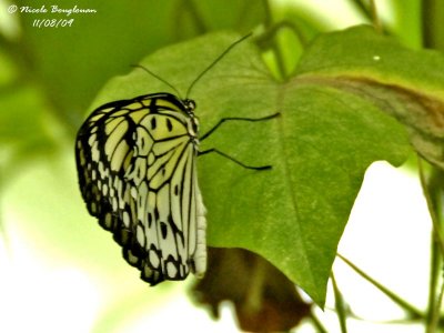 TREE NYMPH BUTTERFLY - IDEA LEUCONOE