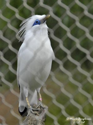 BALI MYNA