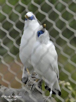 BALI MYNA pair