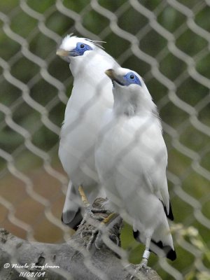 BALI MYNA pair