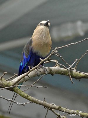 g1/12/647912/3/116160207.aAitARWW.jpg