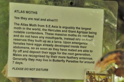 Information Atlas Moth