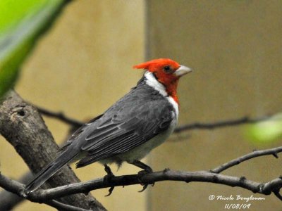 RED-CRESTED CARDINAL - PAROARIA CORONATA - PAROARE HUPPE