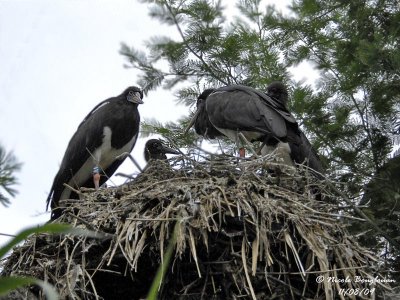 Abdim Stork and young
