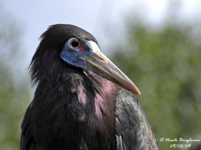 Abdim Stork