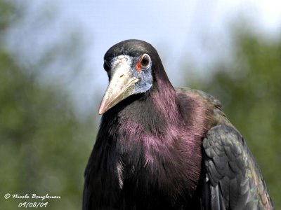 Abdim Stork