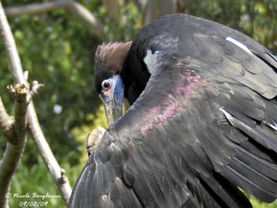 Abdim Stork