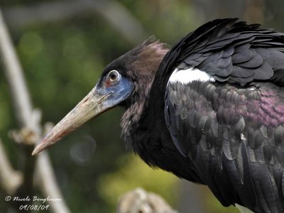 Abdim Stork