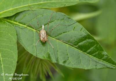 DADDY LONG LEGS - PHALANGIUM OPILIO - FAUCHEUX