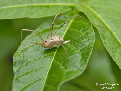 DADDY LONG LEGS - PHALANGIUM OPILIO - FAUCHEUX