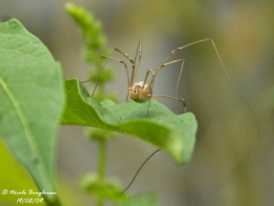 DADDY LONG LEGS - PHALANGIUM OPILIO - FAUCHEUX