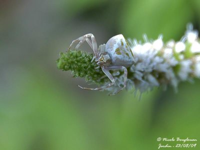 CRAB SPIDER - THOMISUS ONUSTUS