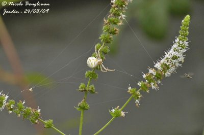 CRAB SPIDER - THOMISUS ONUSTUS