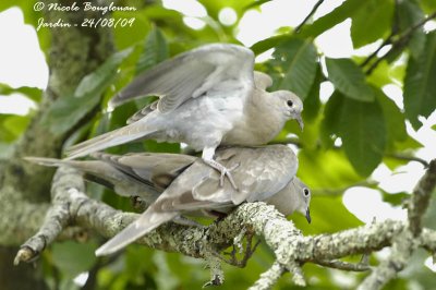 EURASIAN COLLARED DOVE juvenile and adult