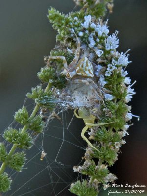 Crab Spider  with other yellow  female (Misumena vatia)